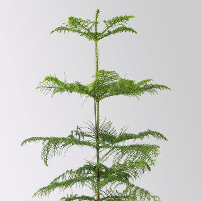 Zimmertanne, Topf-Ø 21 cm, Höhe ca. 90 cm