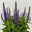 Steppensalbei  'Sensation Deep Blue®' blau, Topf-Ø 12 cm, 6er-Set