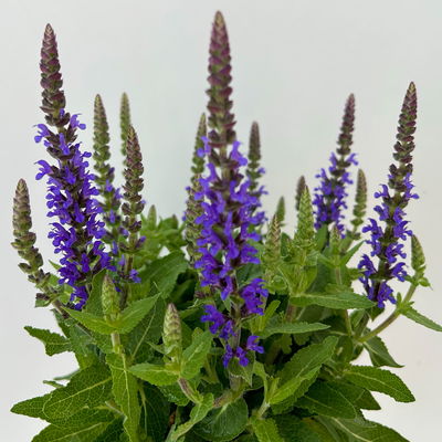 Steppensalbei  'Sensation Deep Blue®' blau, Topf-Ø 12 cm, 6er-Set