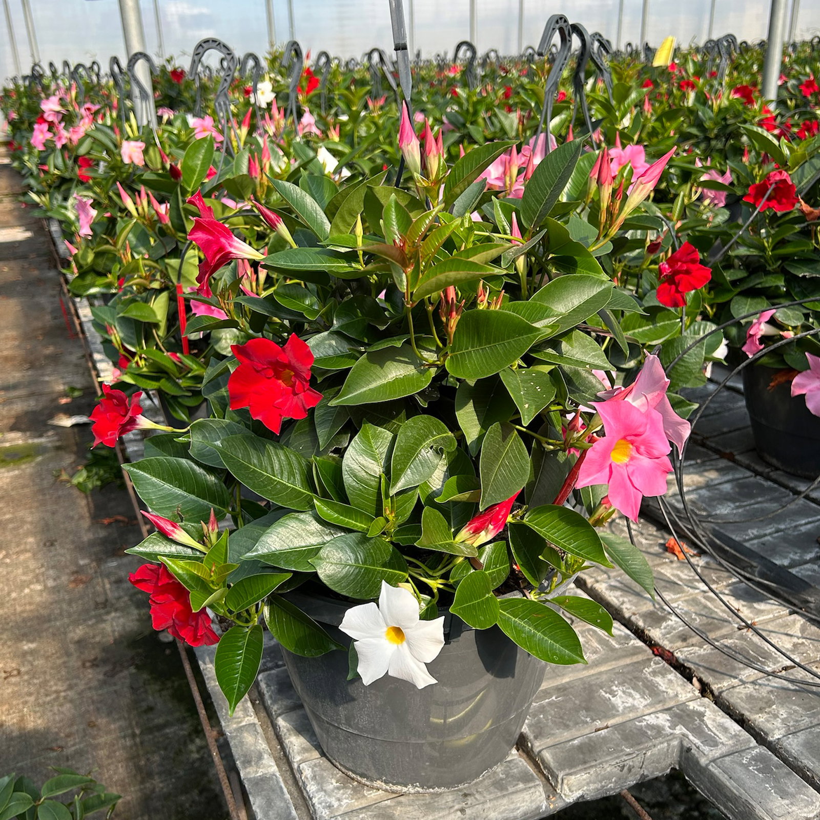Dipladenie 'Trio', rot-rosa-weiß, Ampeltopf-Ø 25/27 cm