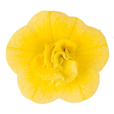 Zauberglöckchen 'Double Yellow' gelb gefüllt, Topf-Ø 13cm,6 Pflanzen