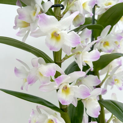 Dendrobium, lila, Topf-Ø 12 cm, Höhe ca. 50-60 cm