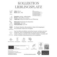 Tulpenmischung Lieblingsplatz, 15 Blumenzwiebeln