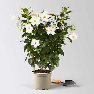 Dipladenie, weiß, Spalier, Topf-Ø 17 cm, Höhe ca. 50 cm, 2 Pflanzen Dipladenie, weiß, Spalier, Topf-Ø 17 cm, Höhe ca. 50 cm, 2 Pflanzen