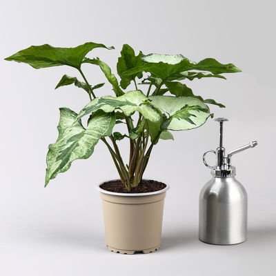 Syngonium 'Three Kings', Topf-Ø 12cm, Höhe ca. 25 cm Syngonium 'Three Kings', Topf-Ø 12cm, Höhe ca. 25 cm