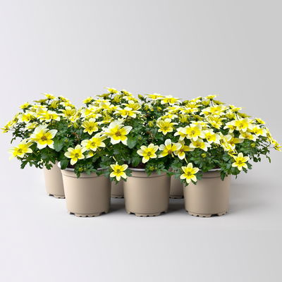 Goldmarie'Yellow Splash Imp.®' gelb, Topf-Ø 12 cm, 6 Pflanzen Goldmarie'Yellow Splash Imp.®' gelb, Topf-Ø 12 cm, 6 Pflanzen