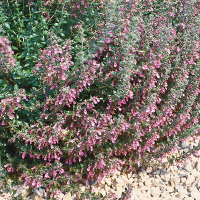 Edel-Gamander purpurrosa, Topf 11x11 cm, 3 Pflanzen