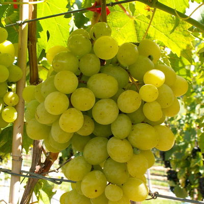 Kernarme Tafeltraube 'Frumosa Alba'® Kernarme Tafeltraube 'Frumosa Alba'®