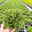 Strauchveronika 'New Zealand', 3er-Set, Topf 12 cm Ø Strauchveronika 'New Zealand', 3er-Set, Topf 12 cm Ø