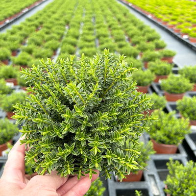 Strauchveronika 'New Zealand', 3er-Set, Topf 12 cm Ø Strauchveronika 'New Zealand', 3er-Set, Topf 12 cm Ø