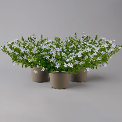 Polster-Glockenblume 'Adansa® White' weiß, Topf-Ø 15 cm, 3er-Set