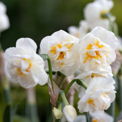 Pflanzen-Set Lila Frühlingsboten, 12 Pflanzen inkl. Erde