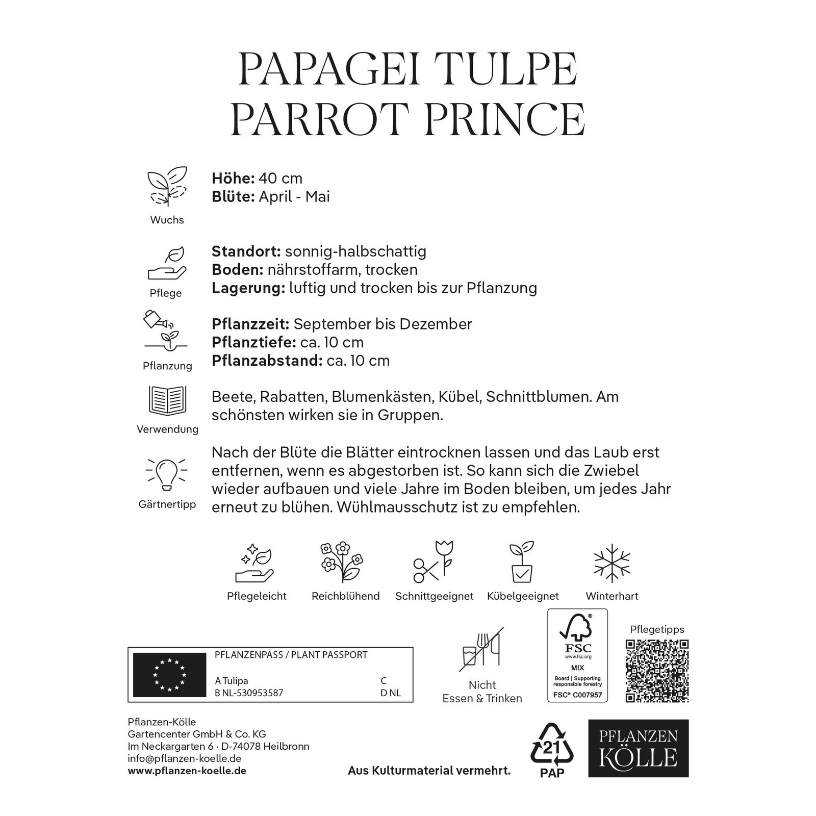 Späte Papagei-Tulpen 'Parrot Prince', purpur, Größe 11/12, 7 Blumenzwiebeln