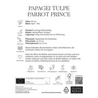 Späte Papagei-Tulpen 'Parrot Prince', purpur, Größe 11/12, 7 Blumenzwiebeln