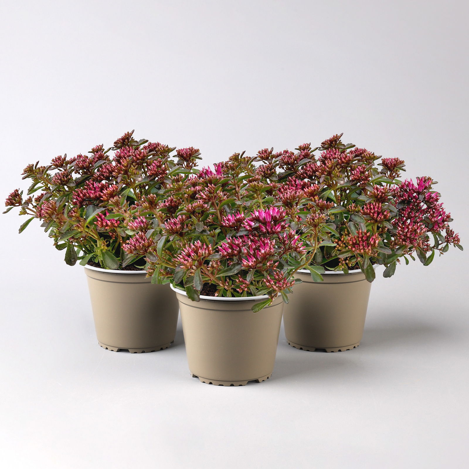 Sedum spurium 'Spot on® Deep Rose', dunkelrosa, Topf-Ø 13 cm, 3er-Set