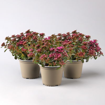 Sedum spurium 'Spot on® Deep Rose', dunkelrosa, Topf-Ø 13 cm, 3er-Set Sedum spurium 'Spot on® Deep Rose', dunkelrosa, Topf-Ø 13 cm, 3er-Set