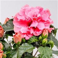 Hibiskus HibisQs®  'Adonicus Double Pink' pink, gefüllt, Topf-Ø 13 cm, 2er-Set