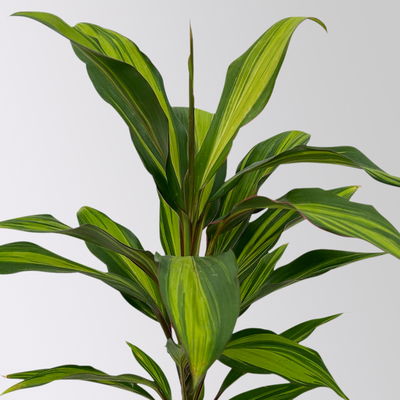 Grünpflanzenkreation Keulenlilien-Dreierlei, Topf-Ø 12 cm, 3 Pflanzen