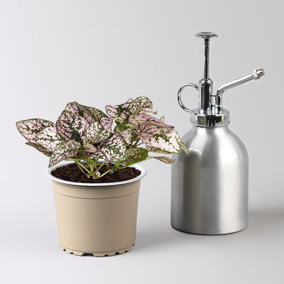 Grünpflanzenset für Grüne Wand, bunter Mix, Topf-Ø 8,5 cm, 12 Pflanzen