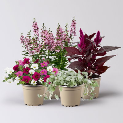 Pflanzenkreation Sommerromantik, klein, 4 Pflanzen Pflanzenkreation Sommerromantik, klein, 4 Pflanzen