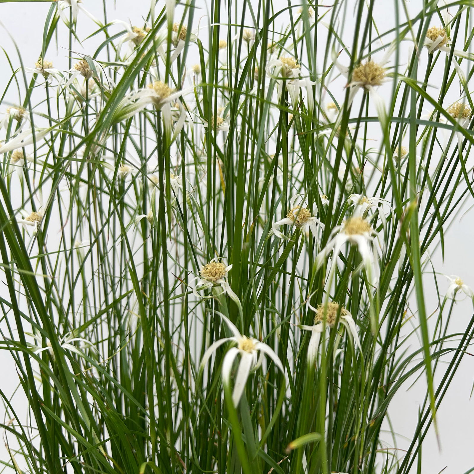 Rhynchospora colorata 'Sternentänzergras', Topf-Ø 23 cm