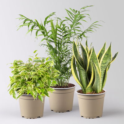 Grünpflanzenkreation  Grünpflanzenkreation