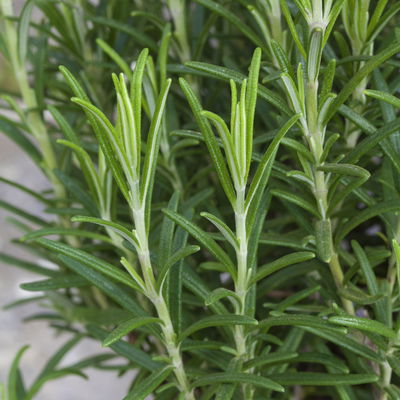 Rosmarin, Ballen-Ø ca. 7 cm, 3x 6er-Tray = 18 Pflanzen