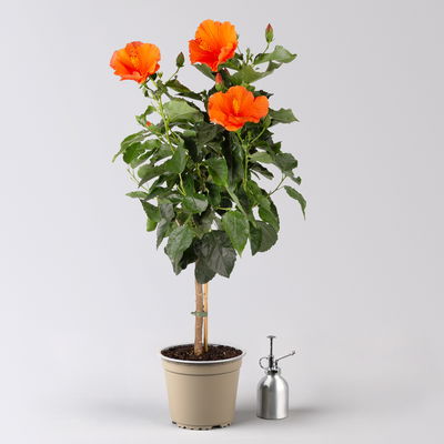 Hibiskus, orange, Stamm, Topf-Ø 19 cm, Höhe ca. 75 cm Hibiskus, orange, Stamm, Topf-Ø 19 cm, Höhe ca. 75 cm