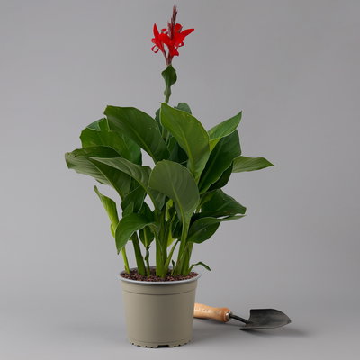 Canna 'Kreta, rot, Topf-Ø 17 cm, 2 Pflanzen