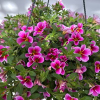 Zauberglöckchen 'Rave Pink Barbados', pink, Ampeltopf-Ø 27 cm Zauberglöckchen 'Rave Pink Barbados', pink, Ampeltopf-Ø 27 cm