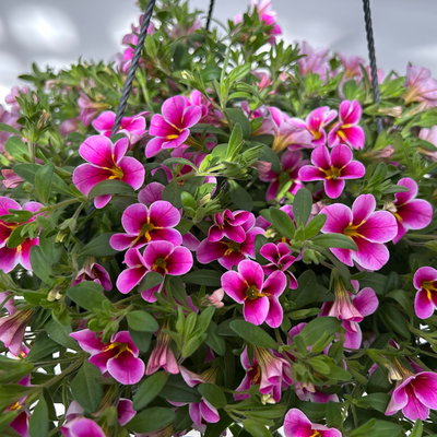 Zauberglöckchen 'Rave Pink Barbados', pink, Ampeltopf-Ø 27 cm Zauberglöckchen 'Rave Pink Barbados', pink, Ampeltopf-Ø 27 cm