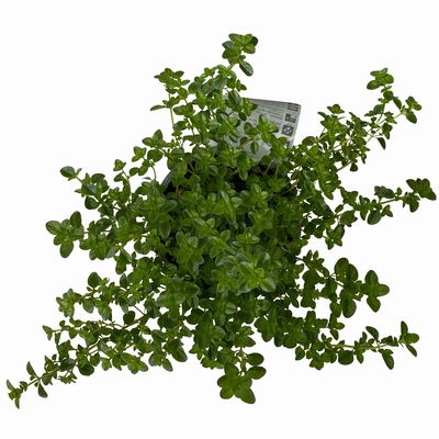 Bio Taborthymian, Topf-Ø 12cm Bio Taborthymian, Topf-Ø 12cm