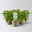 Duftgeranie 'Freshfruity® Choco Fresh', Topf-Ø 12 cm, 3 Pflanzen