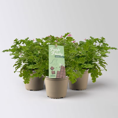 Duftgeranie 'Freshfruity® Choco Fresh', Topf-Ø 12 cm, 3 Pflanzen