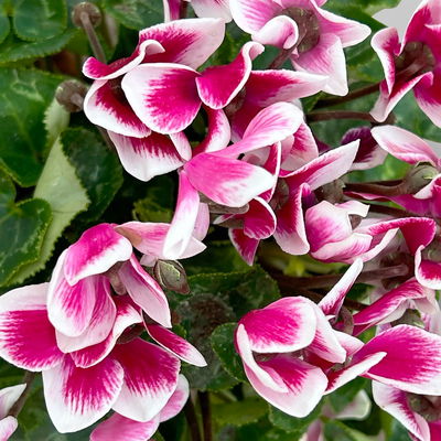 Alpenveilchen 'Exclusive® Odora' lila-weiß, duftend, Topf-Ø 10,5 cm, 4 Stück