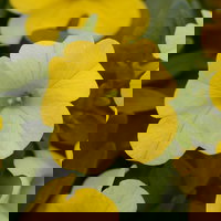 Pflanzenkreation Schatten-Leuchten, groß, 12 Pflanzen inkl. Erde und Dünger