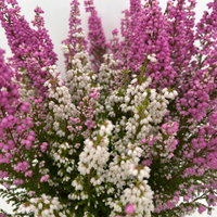 Glockenheide 'Duo', rosa-weiß, Topf-Ø 11 cm, 6 Pflanzen Glockenheide 'Duo', rosa-weiß, Topf-Ø 11 cm, 6 Pflanzen