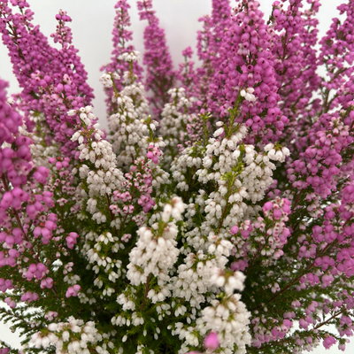 Glockenheide 'Duo', rosa-weiß, Topf-Ø 11 cm, 6 Pflanzen Glockenheide 'Duo', rosa-weiß, Topf-Ø 11 cm, 6 Pflanzen