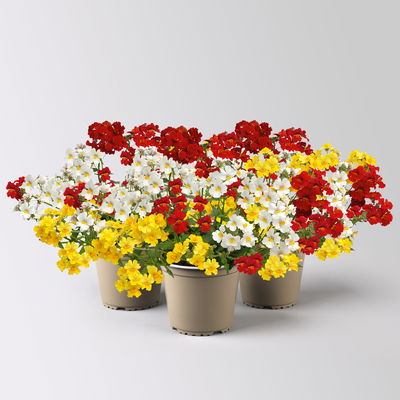 Nemesie 'Trio', weiß-gelb-rot, Topf-Ø 12/13 cm, 3 Pflanzen Nemesie 'Trio', weiß-gelb-rot, Topf-Ø 12/13 cm, 3 Pflanzen