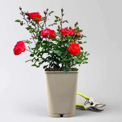 Zwergrose 'Zwergenfee 09®', orange-rot, Topf 3 Liter