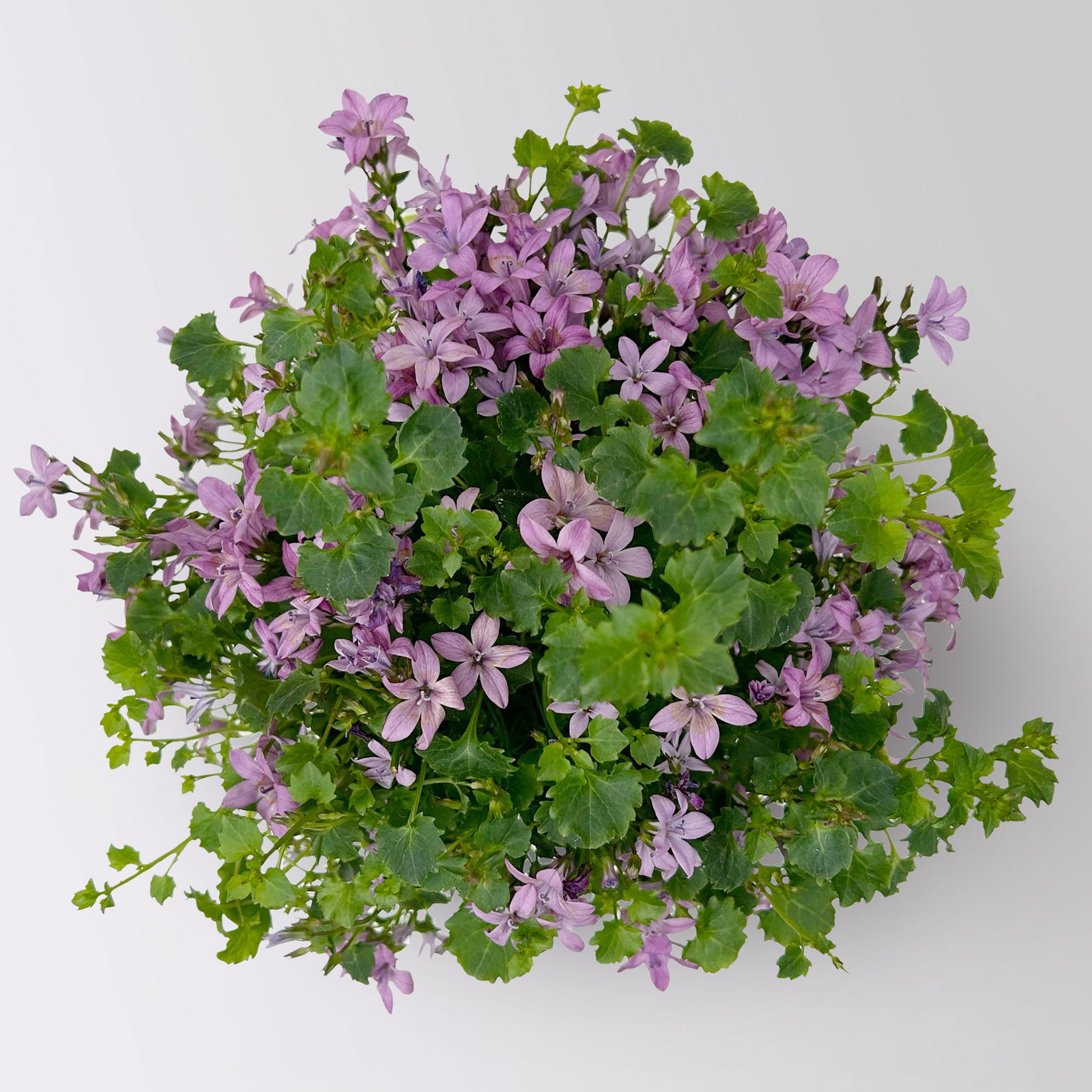 Campanula 'Ambella® Pink' rosa, Topf-Ø 12 cm, 3er-Set