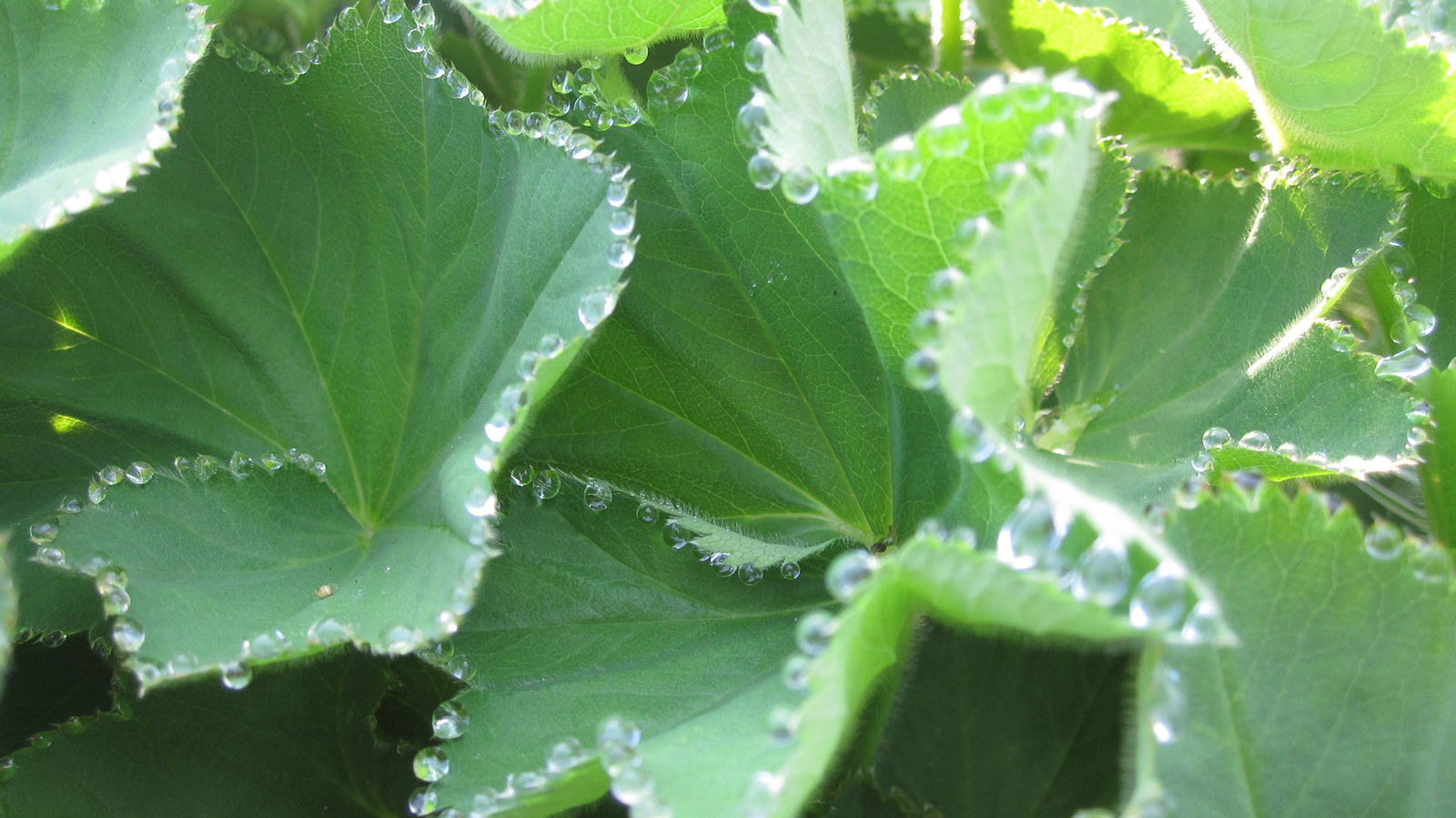 Frauenmantel mit Tau an den Blättern Frauenmantel mit Tau an den Blättern