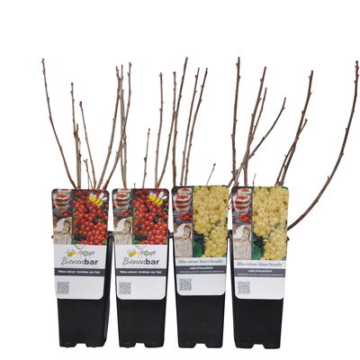 Johannisbeeren 'Rot/Weiss', 4er-Set, Topf je 2 Liter