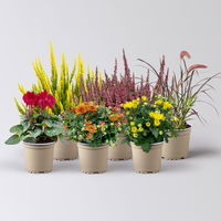 Pflanzenkreation Bunter Herbst, 6 Pflanzen