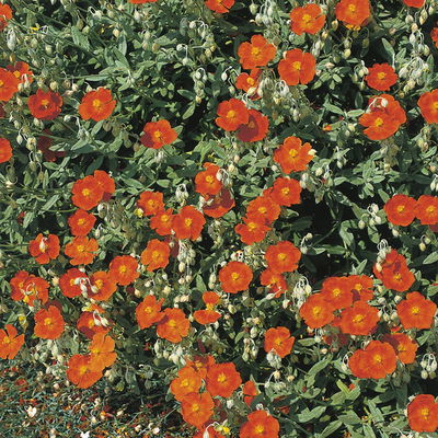 Sonnenröschen 'Bronzeteppich', orange-braun, Topf 9x9 cm, 3 Pflanzen Sonnenröschen 'Bronzeteppich', orange-braun, Topf 9x9 cm, 3 Pflanzen