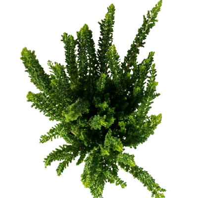 Besenheide SKYLINE®, Mischung zufällig, Topf-Ø 6,5 cm, 12 Pflanzen Besenheide SKYLINE®, Mischung zufällig, Topf-Ø 6,5 cm, 12 Pflanzen