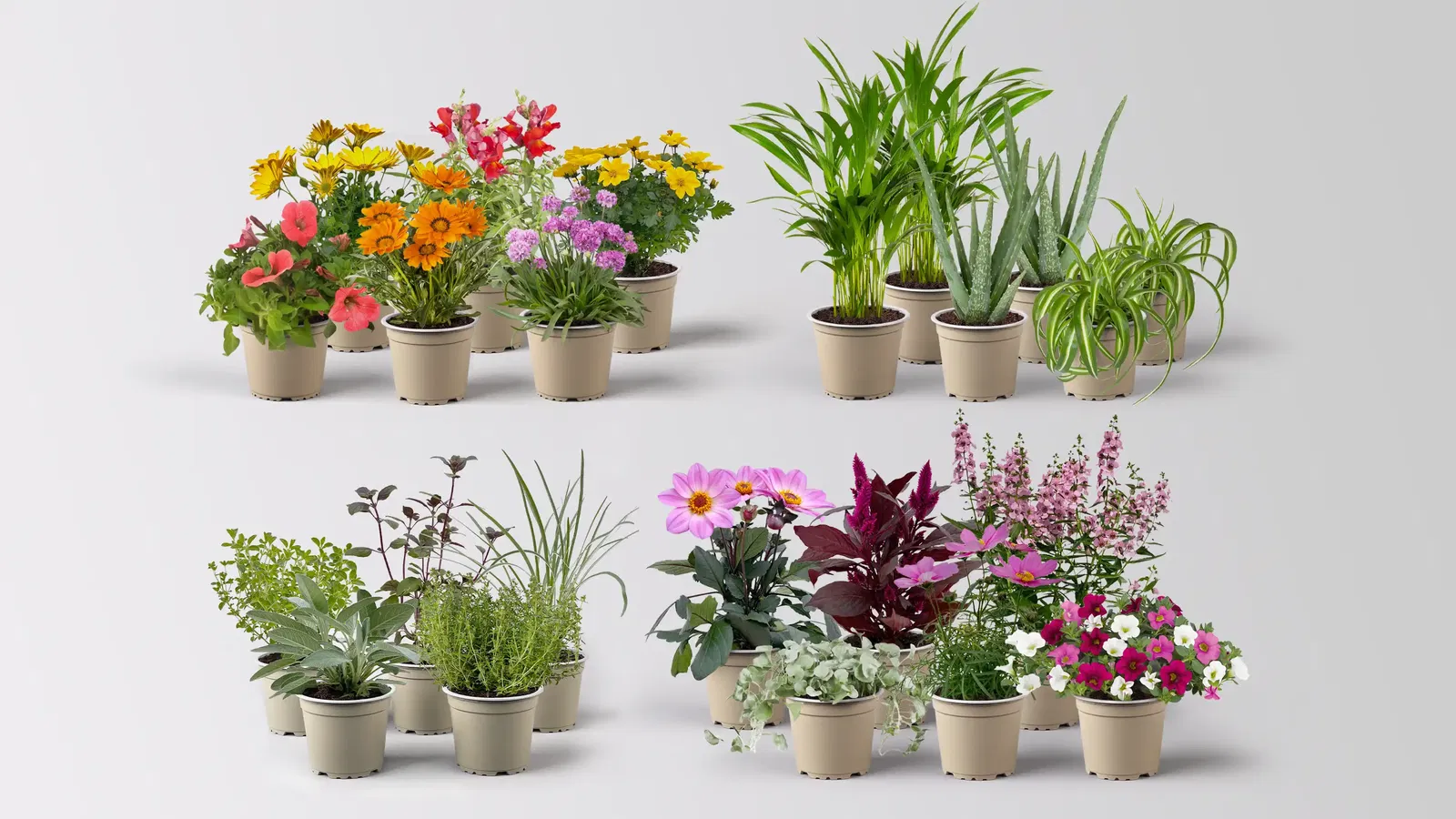 Verschiedene Pflanzensets für Zimmer, Garten und Balkon