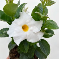 Dipladenie 'Qdeville®', weiß, buschartig, Topf-Ø 12 cm, 6 Pflanzen