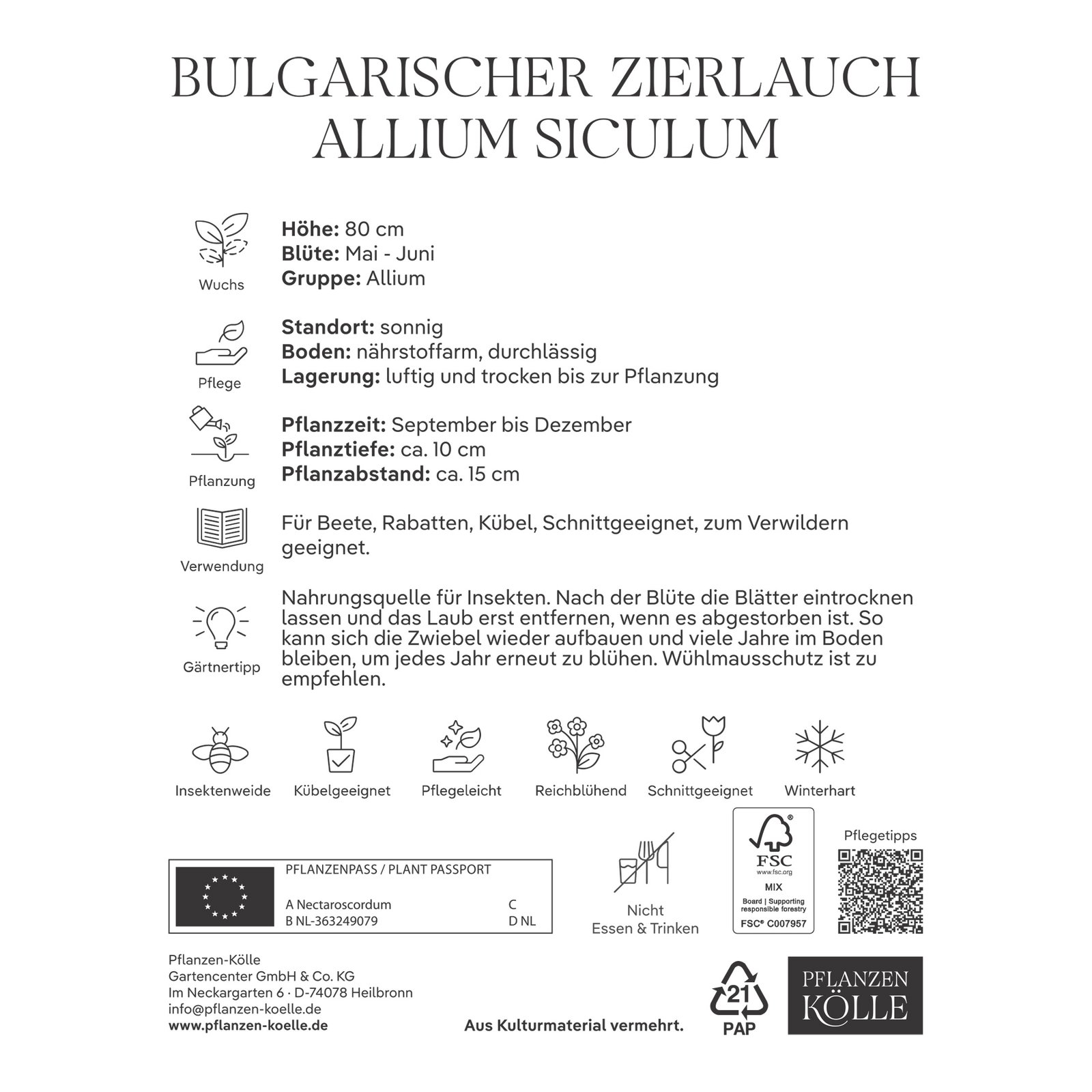 Allium Nectaroscordum Siculum (Zierlauch) creme/rosa, 10 Blumenzwiebeln Allium Nectaroscordum Siculum (Zierlauch) creme/rosa, 10 Blumenzwiebeln