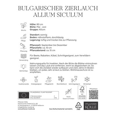 Allium Nectaroscordum Siculum (Zierlauch) creme/rosa, 10 Blumenzwiebeln Allium Nectaroscordum Siculum (Zierlauch) creme/rosa, 10 Blumenzwiebeln